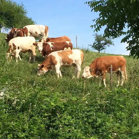 Im Tal Der Sonne - Albtal Apartment St. Blasien